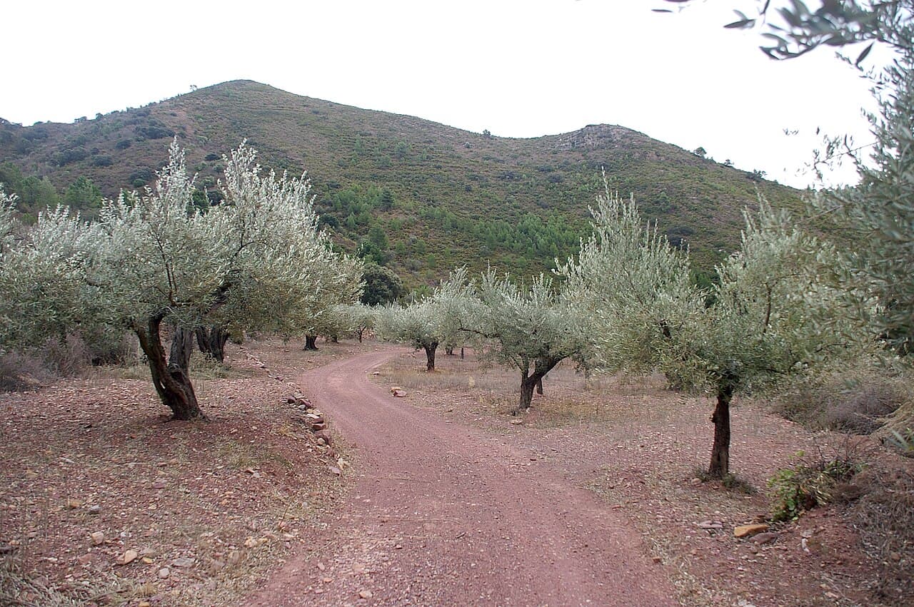 Parque Natural Sierra de Espadán (Castellón)