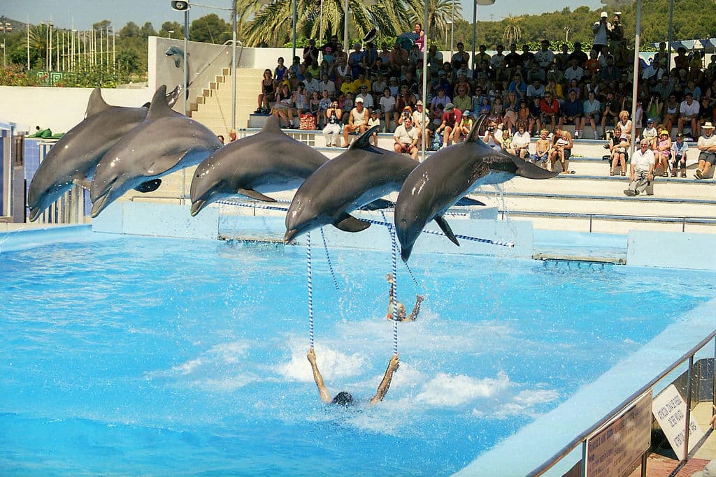Marineland Mallorca (Calvià)