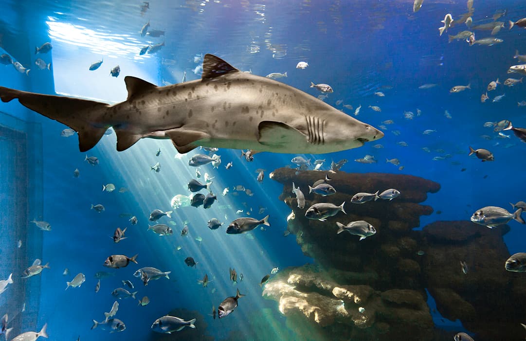 Palma Aquarium (Mallorca)