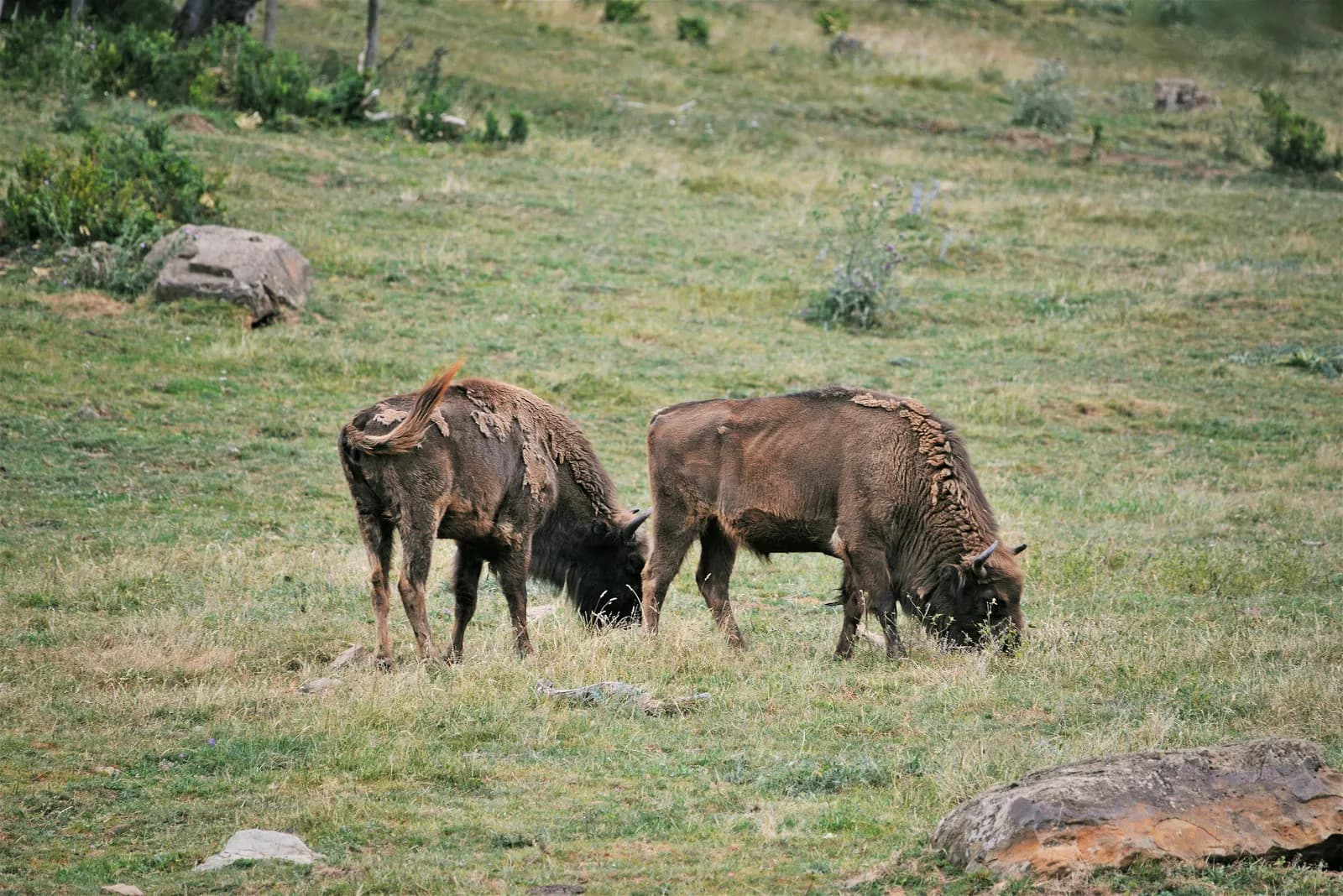 Parque Faunístico Lacuniacha