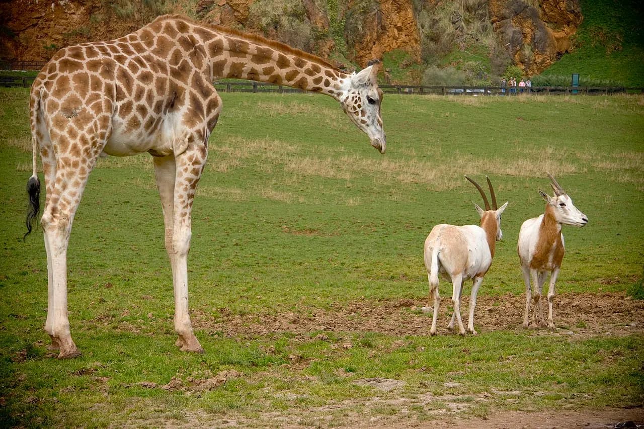 Parque de la Naturaleza de Cabárceno