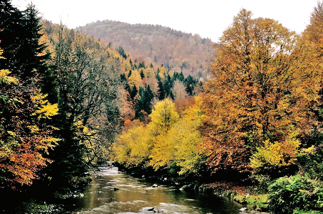 Selva de Irati (Navarra)