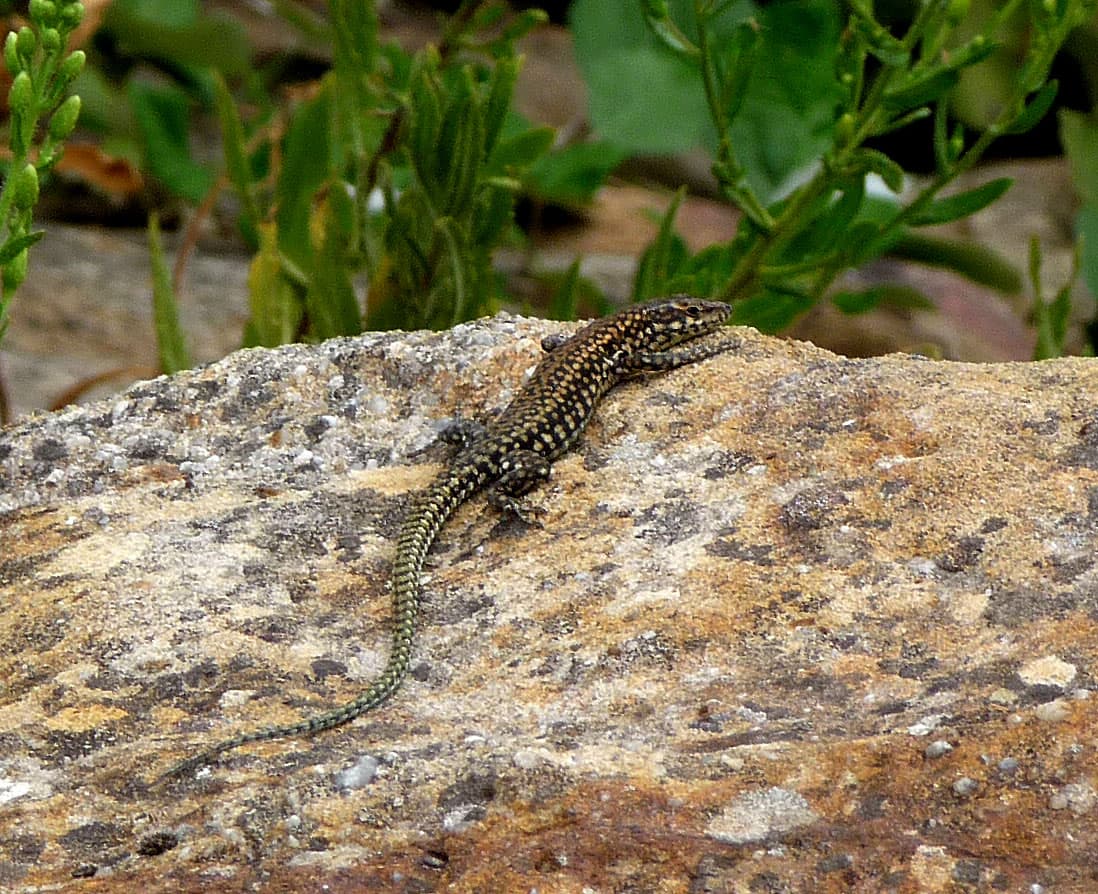 Parque Natural Los Alcornocales (Cádiz)