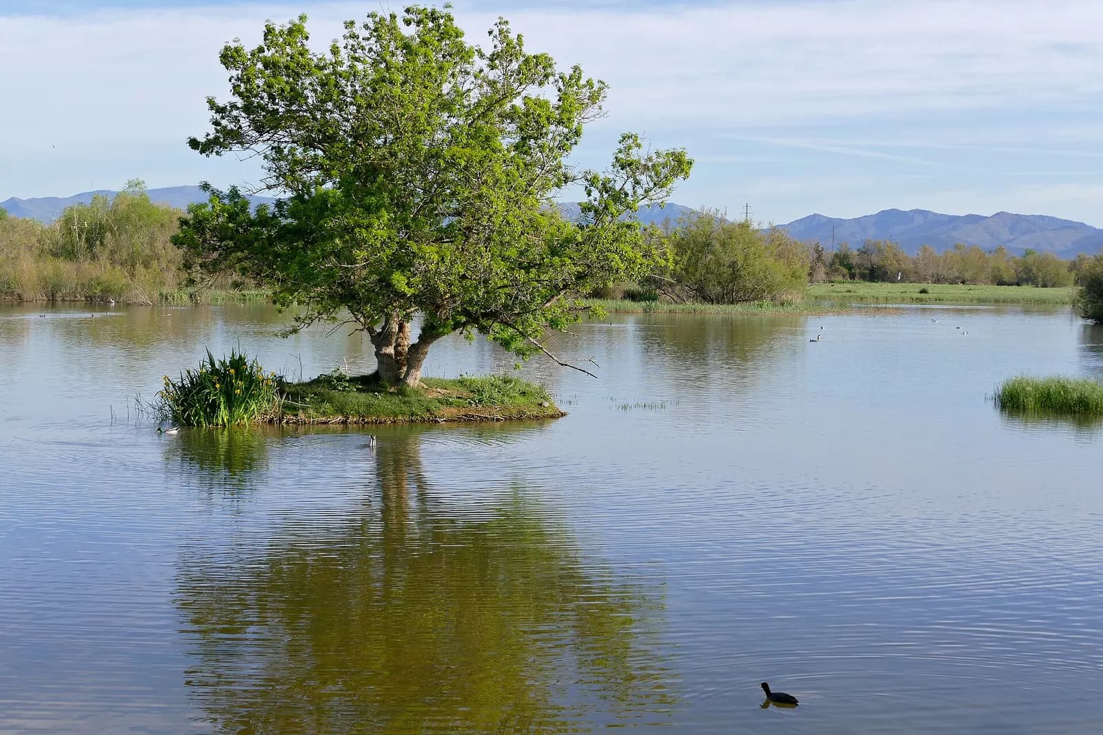 Estany del Cortalet