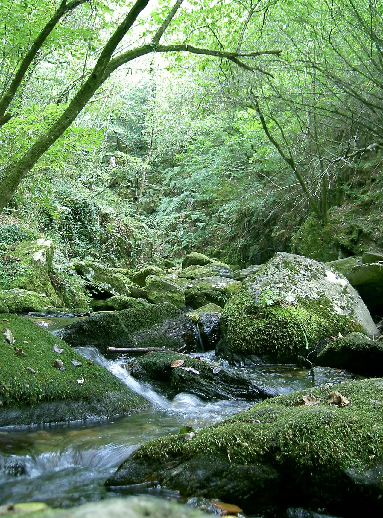 Parque Natural das Fragas do Eume