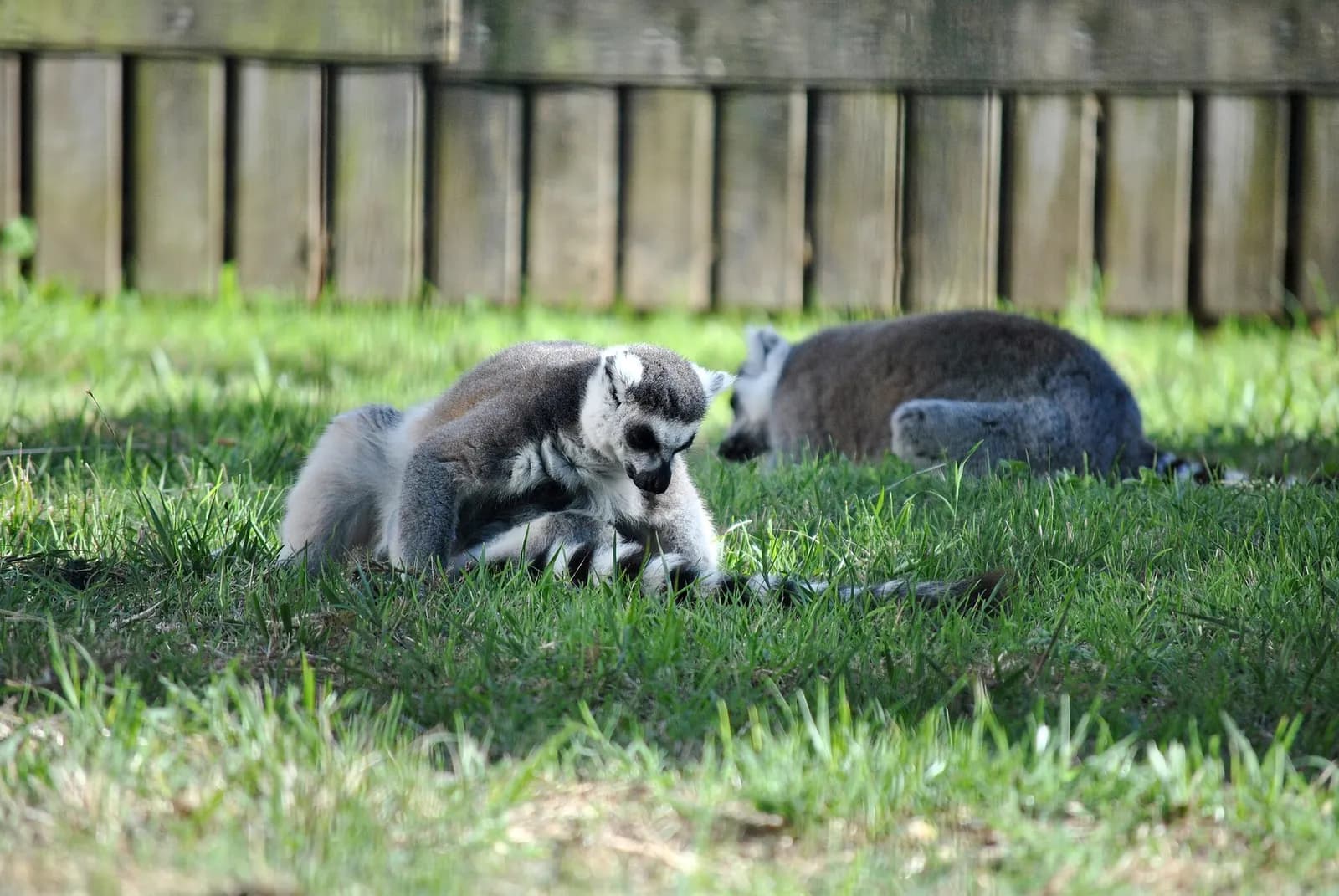 Zoo de Vigo (VigoNature)